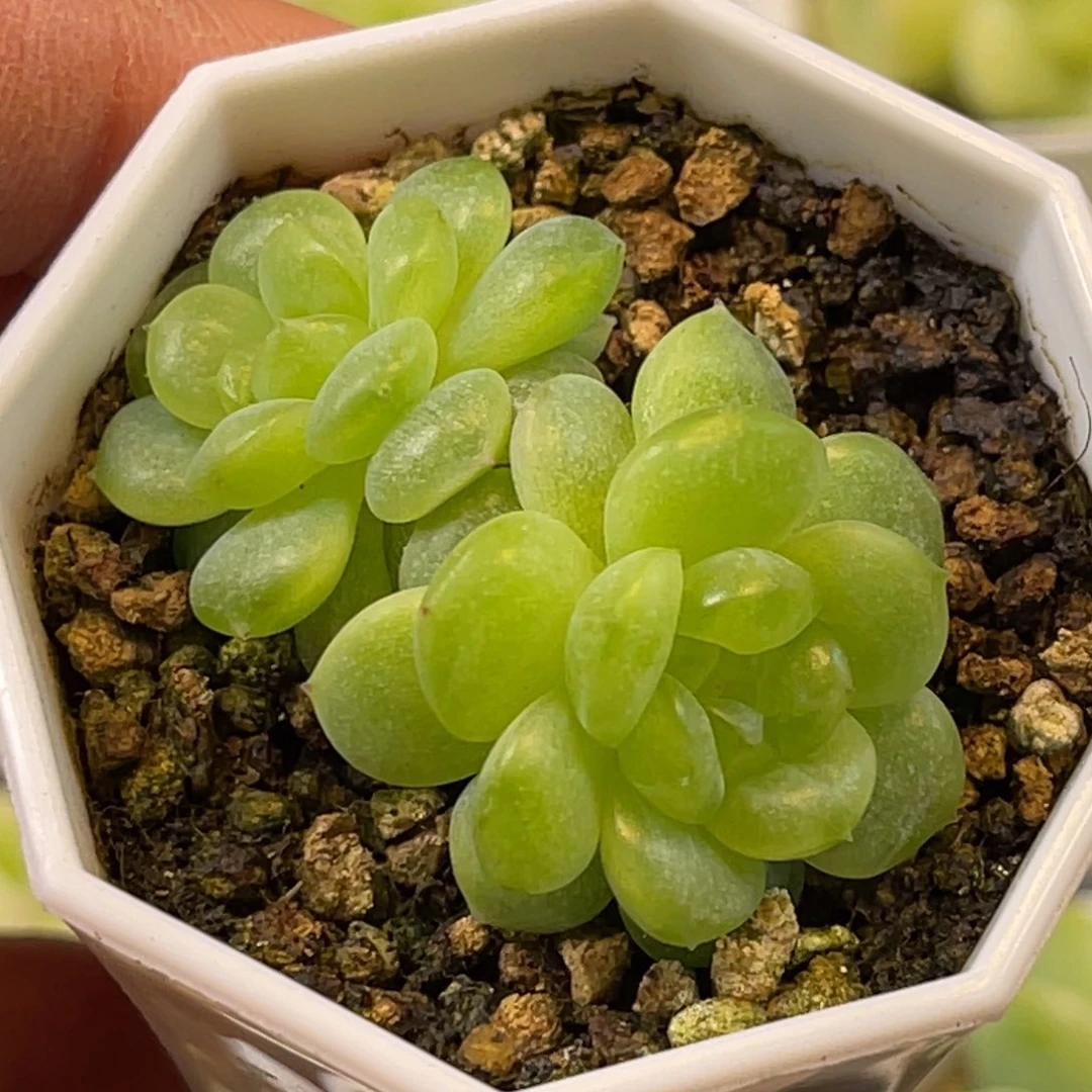 财富密码 青橘 双头多肉植物