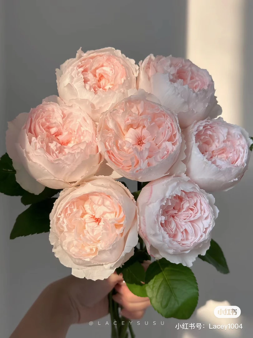 【玫瑰】可爱瓷 拍下三单及以上顺丰空运包邮10支装 带壳醒花 家居