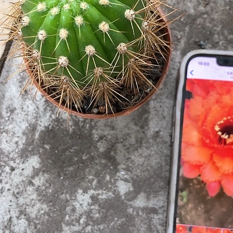 100毛花，4公分左右