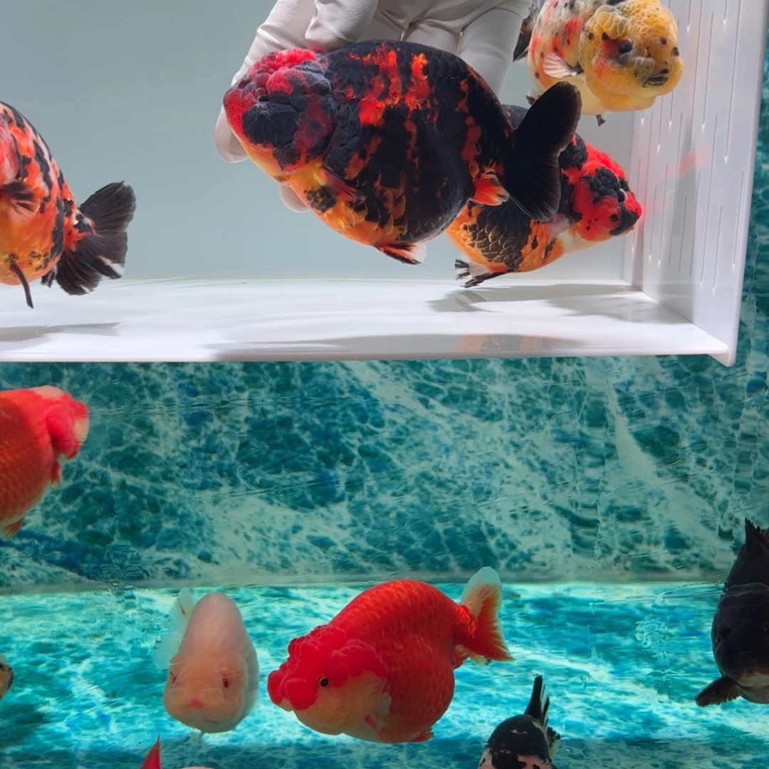 金鱼观赏鱼红虎特色