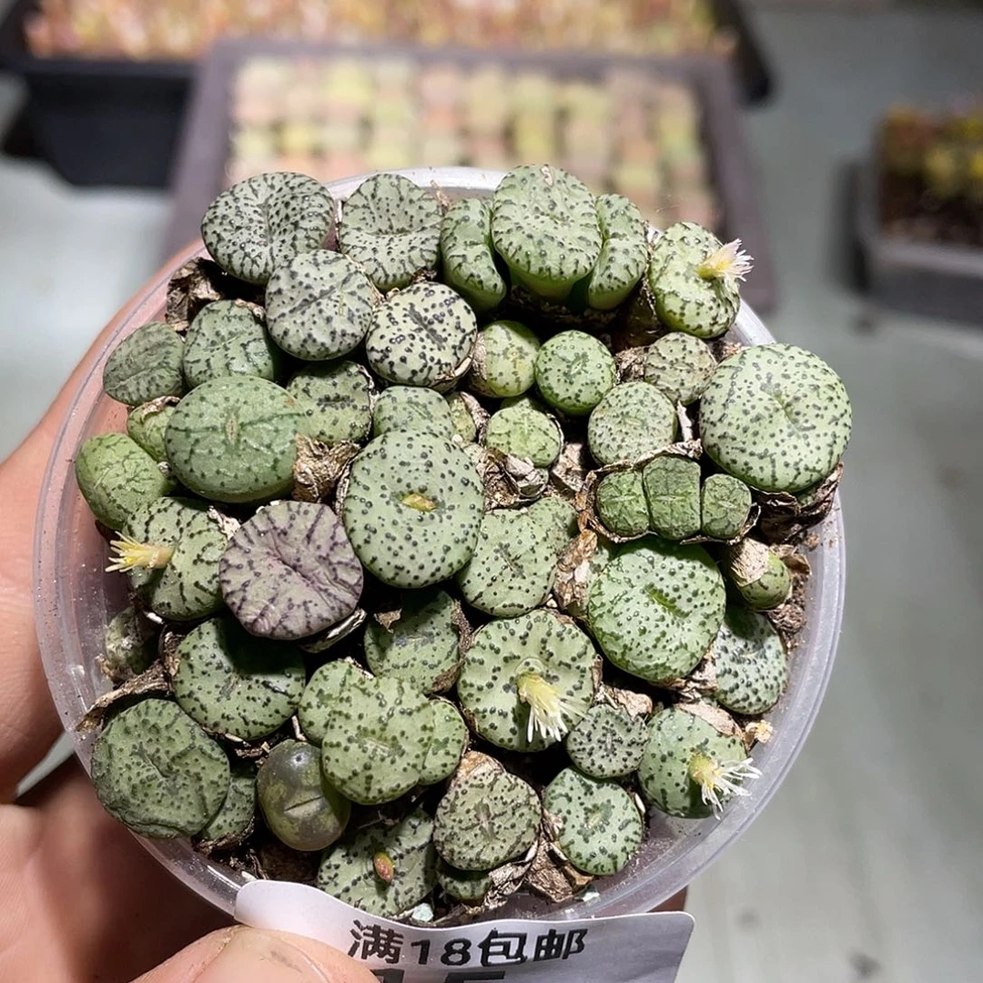 当天凑满十八元包邮15