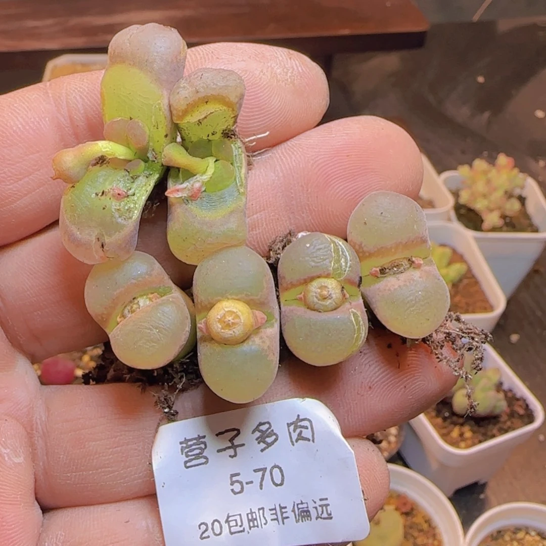 薄****红网格母本。