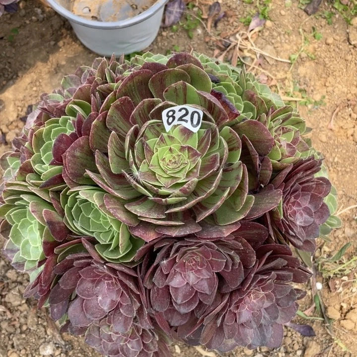 姗****s820多肉植物花月夜