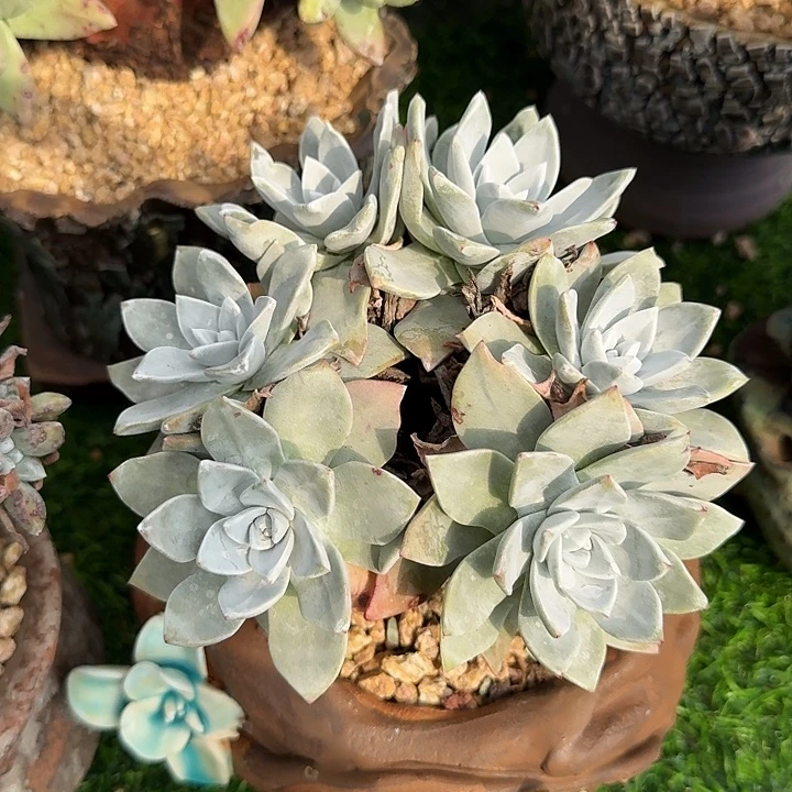 苹果叶杂仙女杯老庄