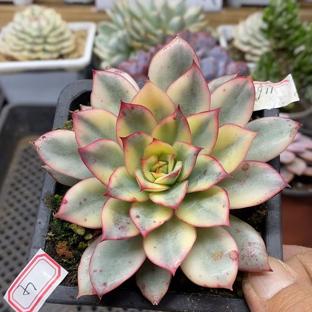 0204 月光女神锦