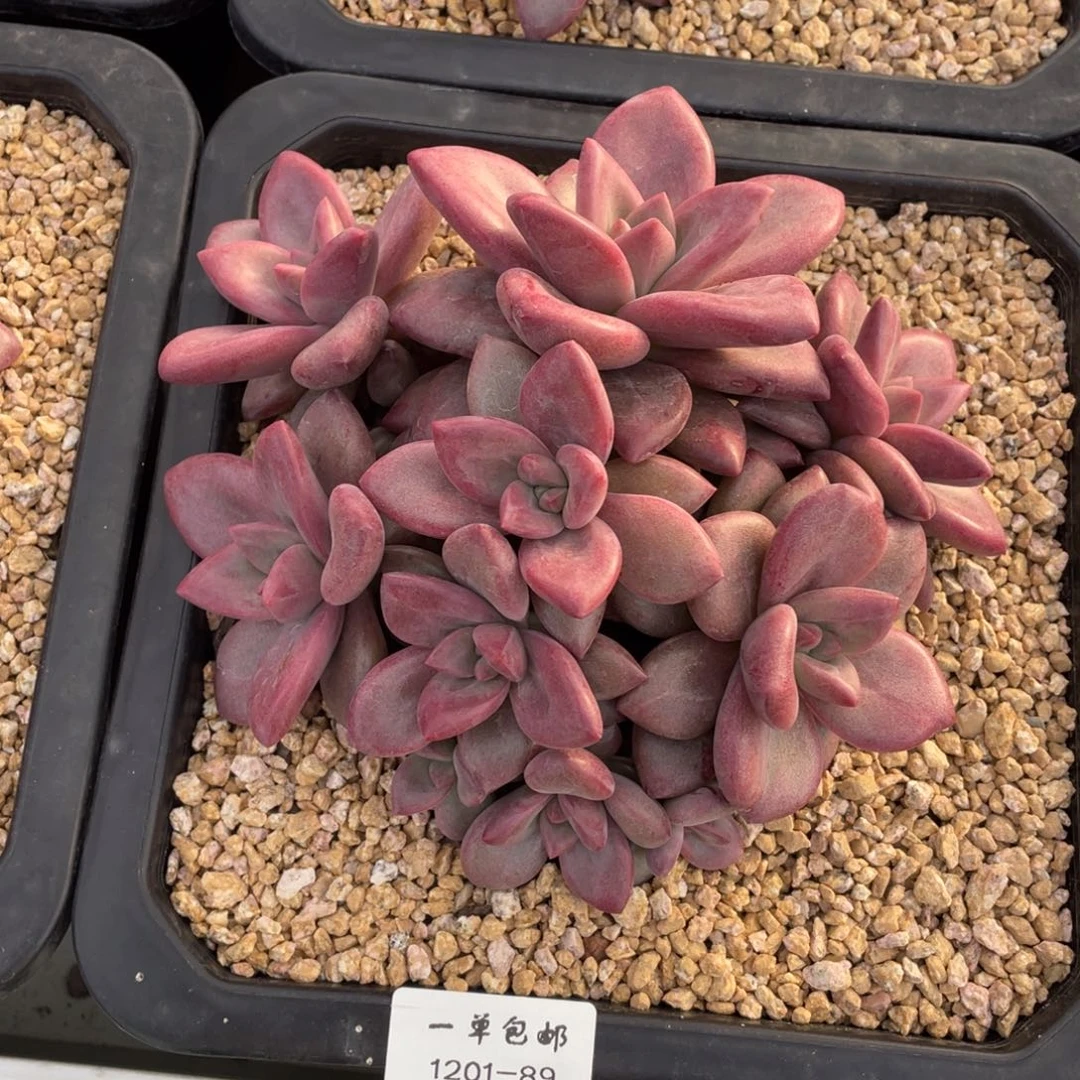1201-89-赫菲斯托。。。。，，，，