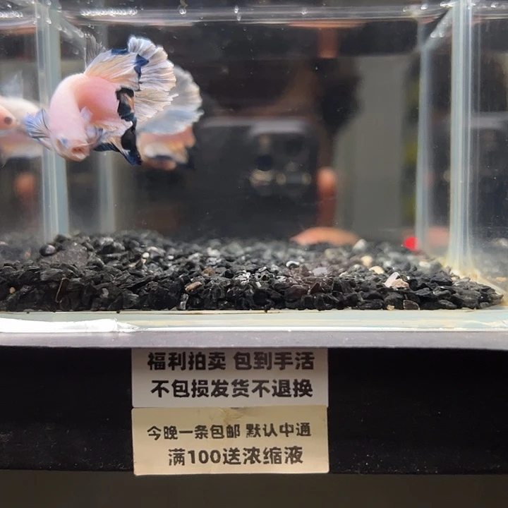 斗鱼竞拍跑单拉黑26日66+79