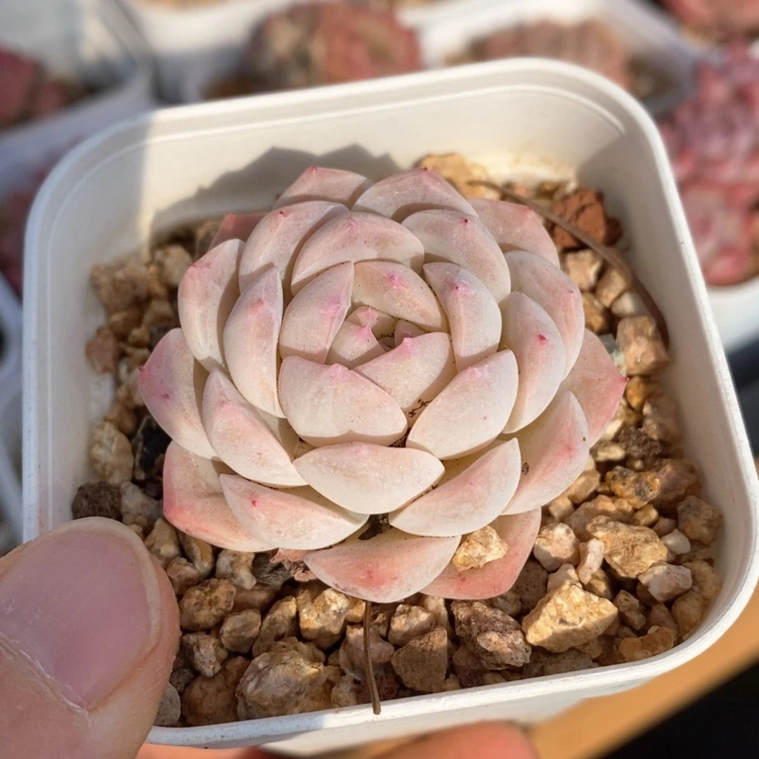 精品多肉一物一拍139