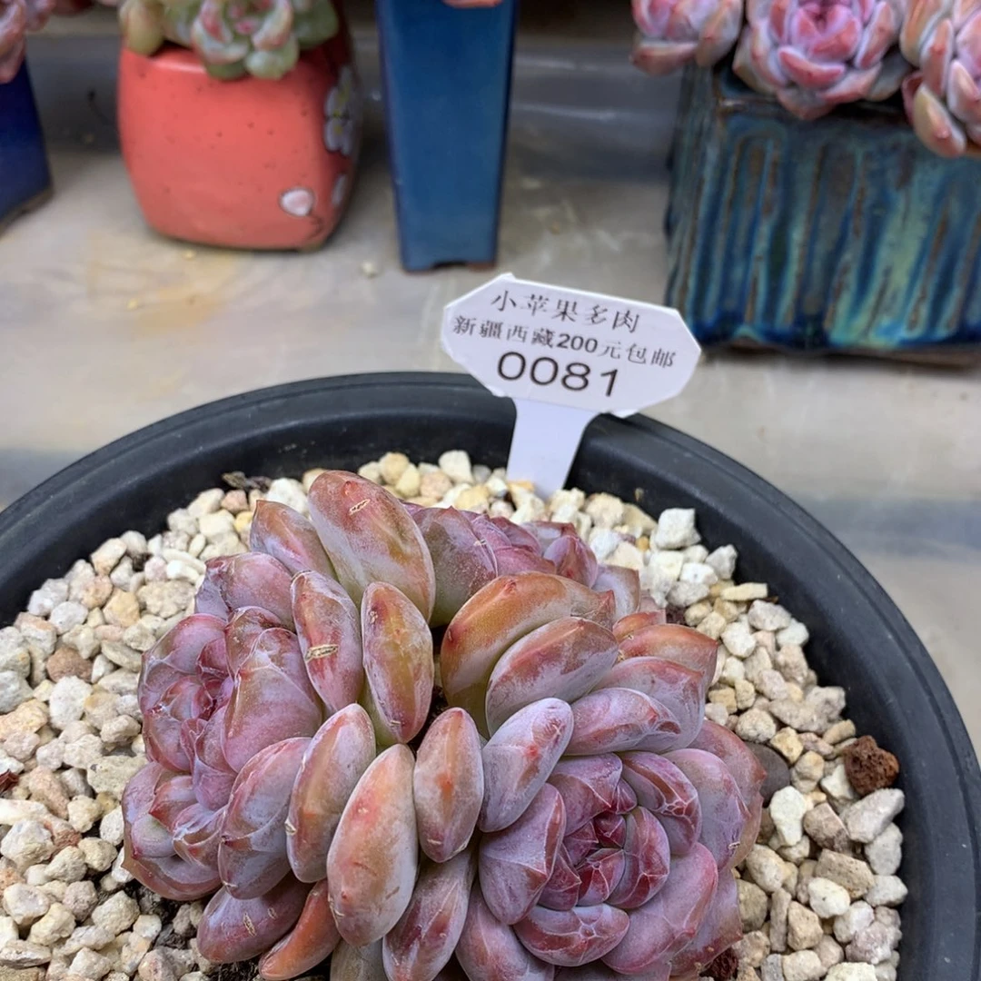 绿底紫心081/8cm3头