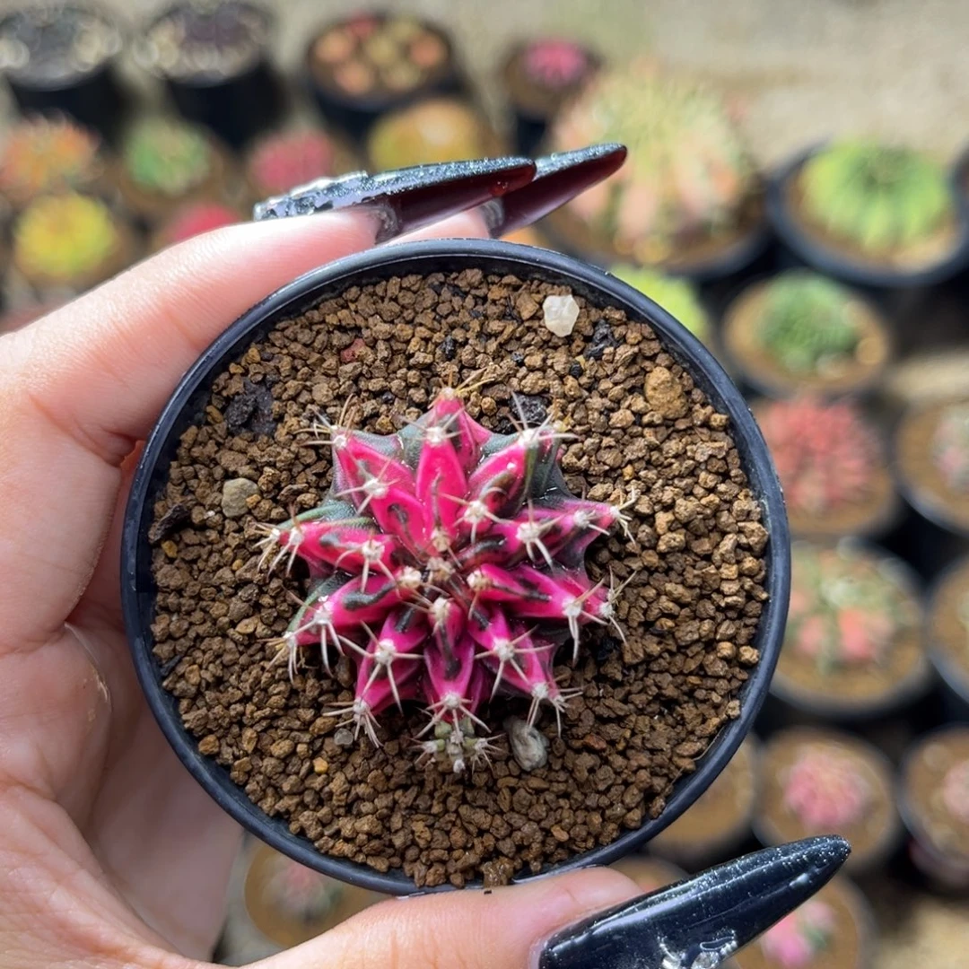 132 侧牙米哈锦 带盆土发货