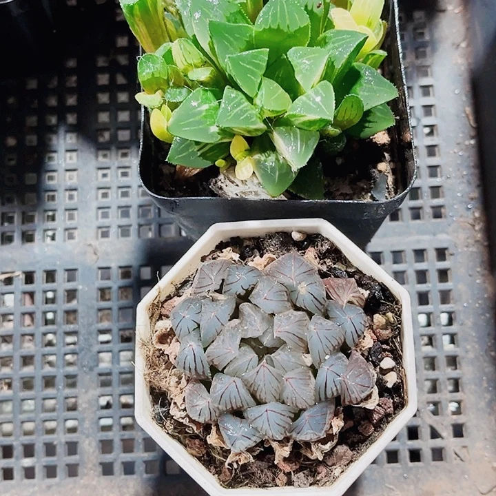 新手福利两颗发货