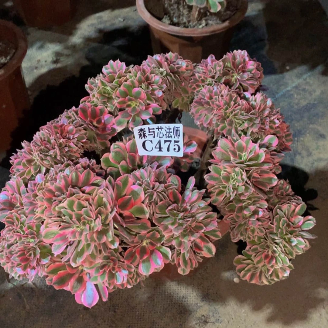【闪购商品】475粉女巫缀