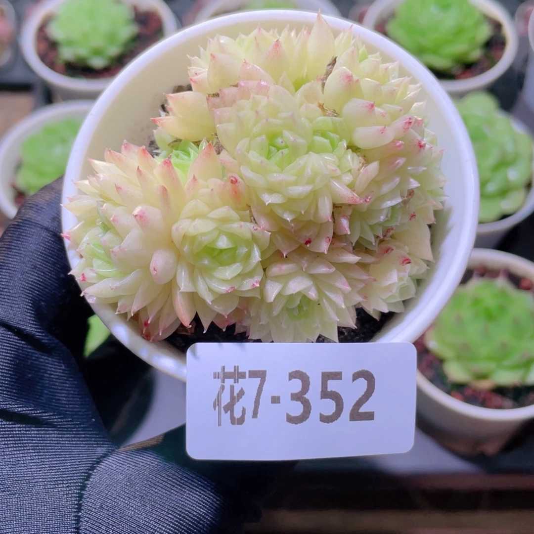 花利美7-352麦秆群