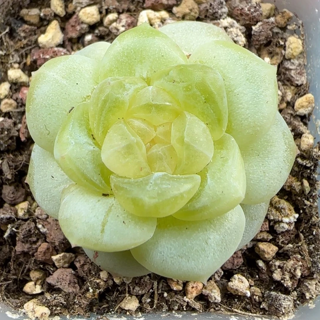 一物一拍甜心T2石化