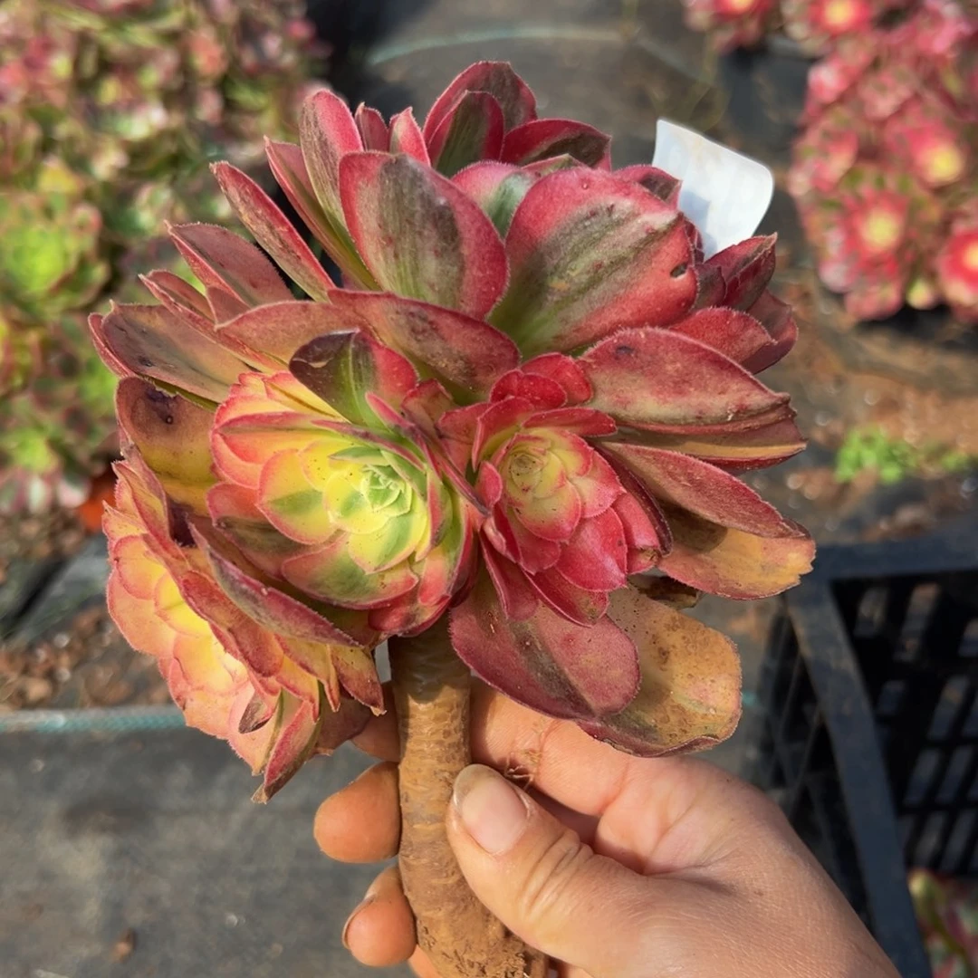 多肉植物939海仙无售后