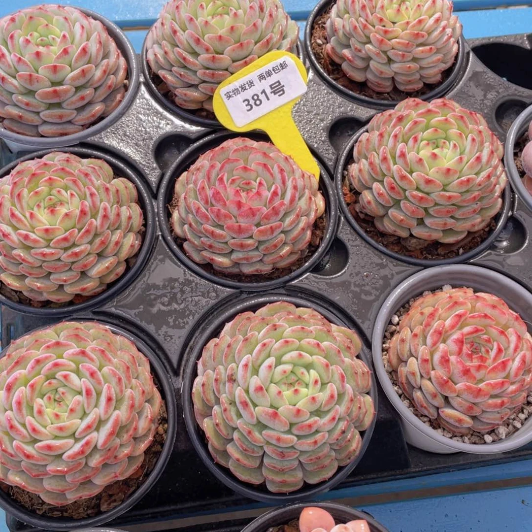 381号白胖子大单头一个