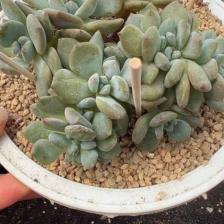福利，正版星影朵朵