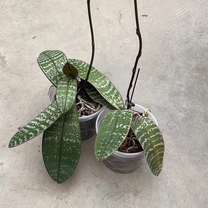 大部分开放少量花苞沙巴兄弟交