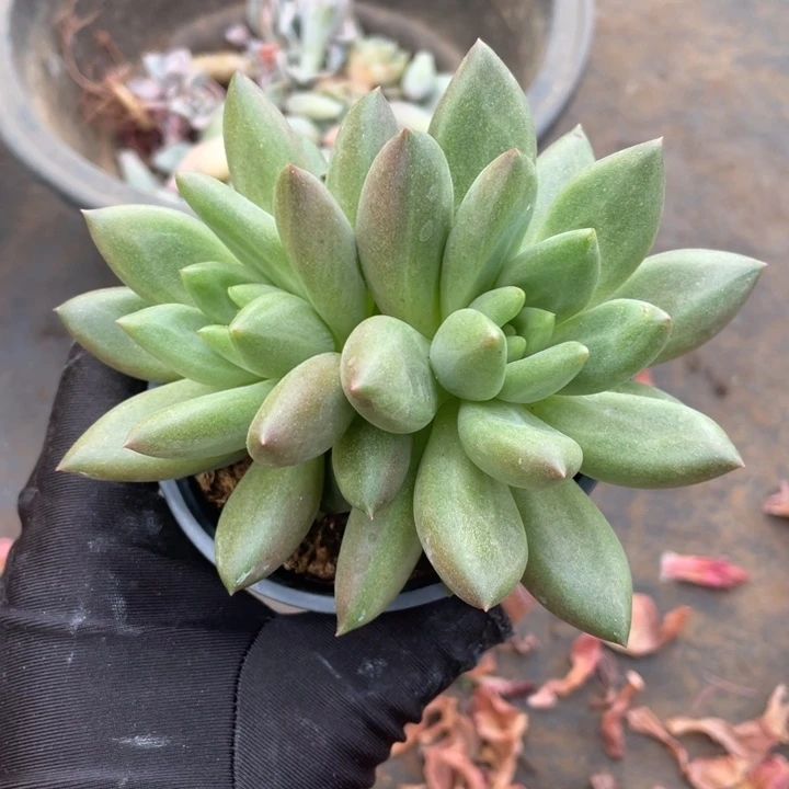 米其林冠幅11 公分一物一拍