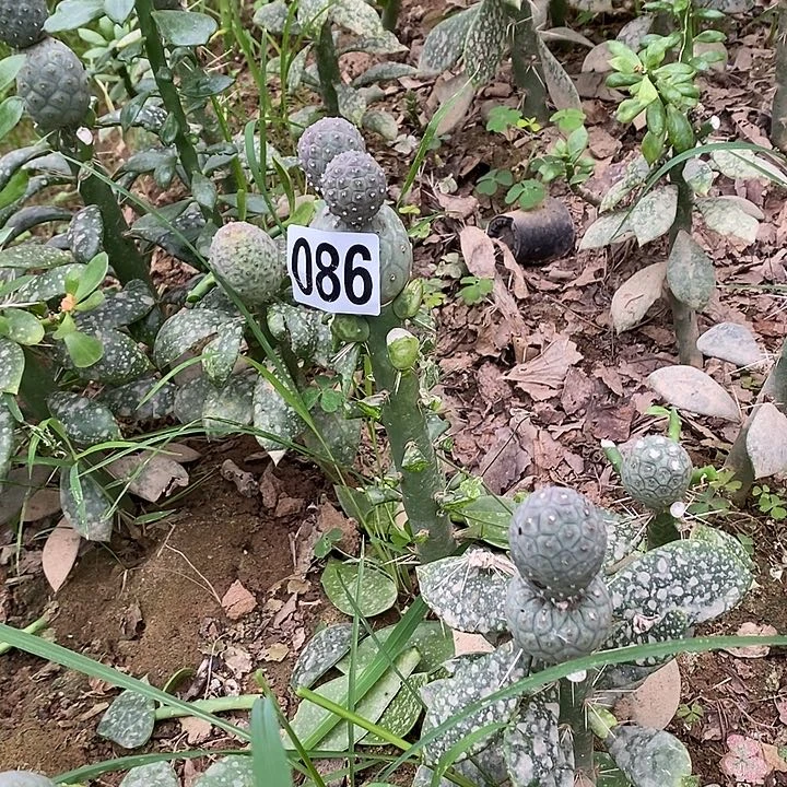 *****嫁接米奇习086一颗