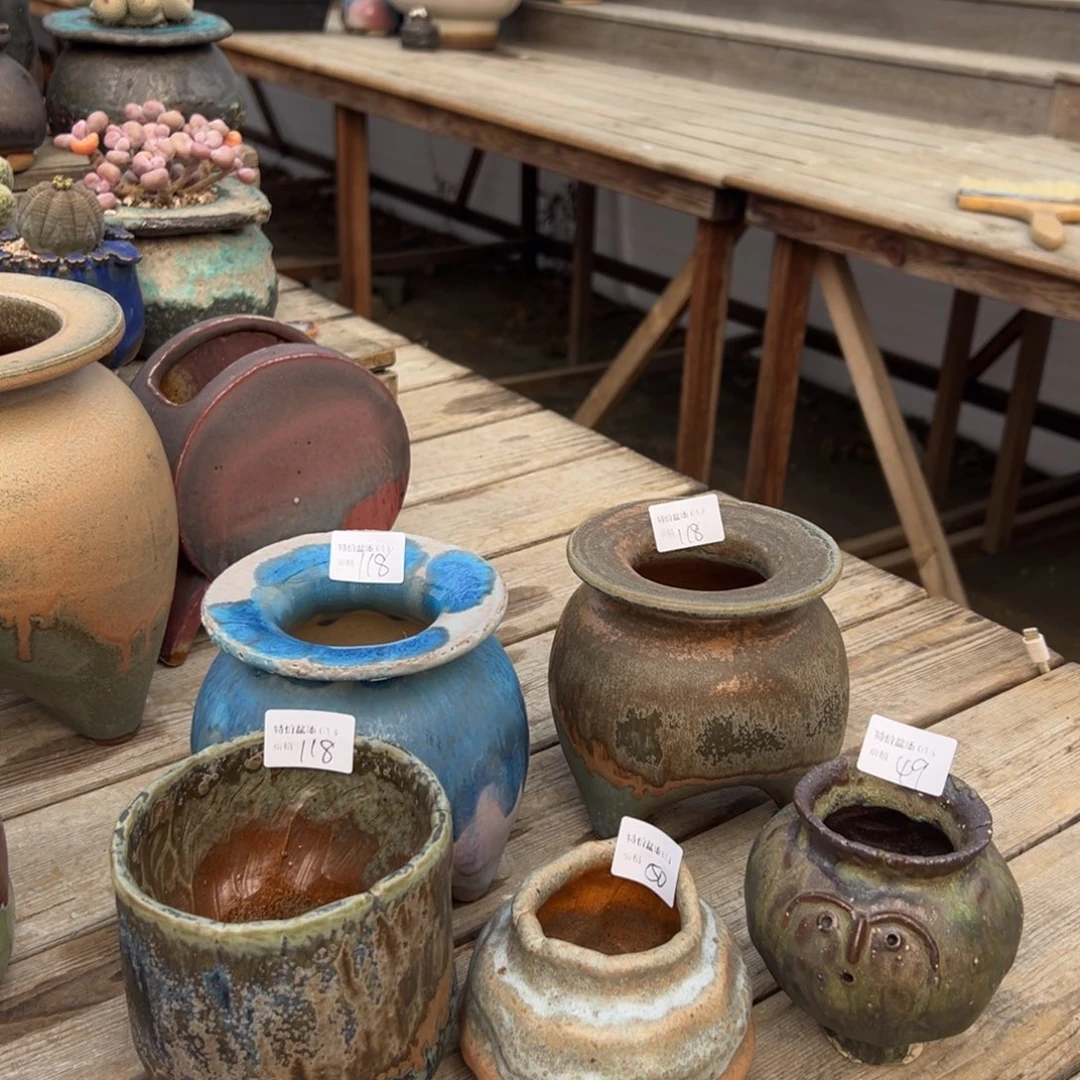 1987多肉植物孤品盆11到15