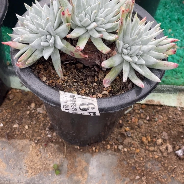 765号白菊多肉植物