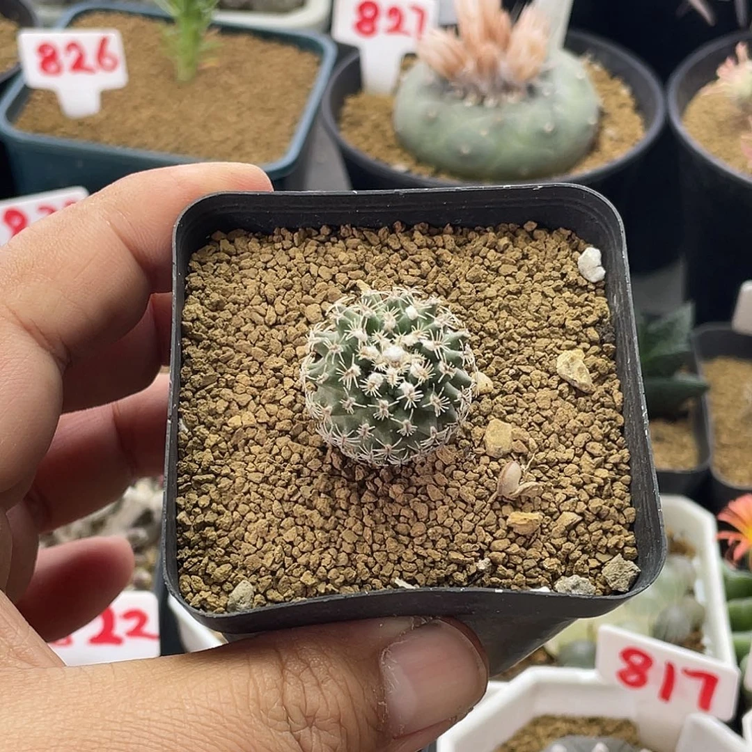 实生海胆娇丽 带盆土发货