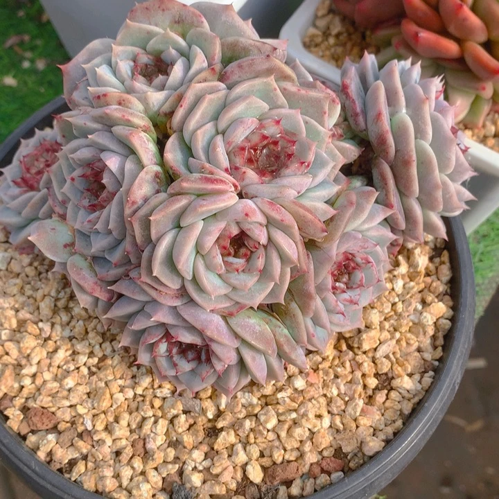 金**.多肉乐园精品天鹅绒