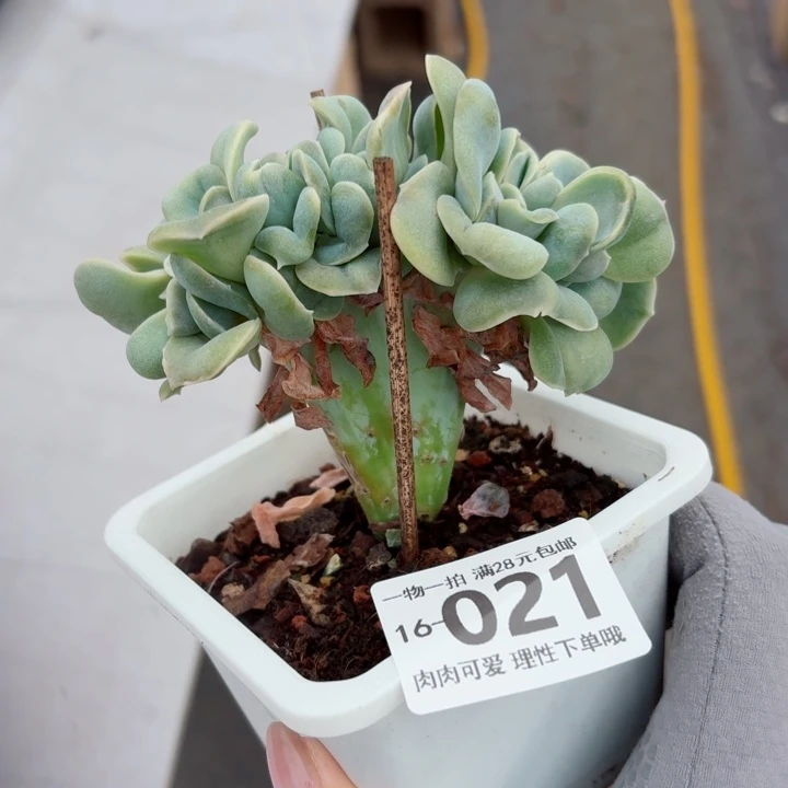 可爱玫瑰缀化多多肉多肉无