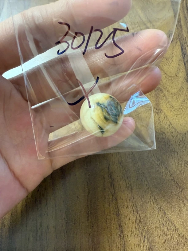 30125猛犸牙单珠瑕疵配饰介意勿拍