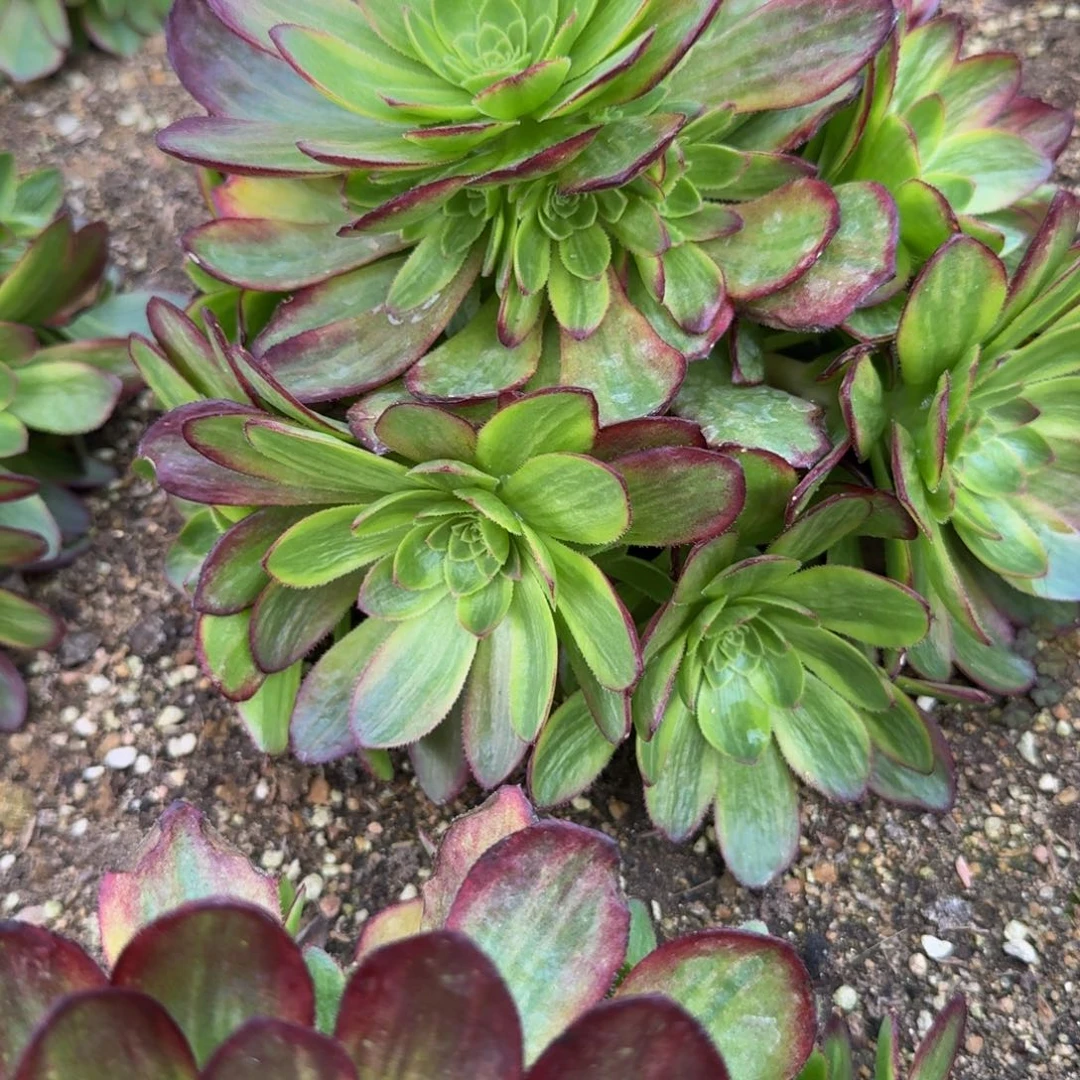 734星河。多肉植物