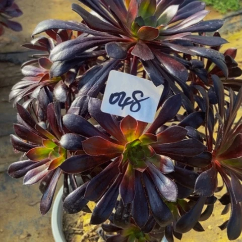 魔法师多肉植物48多肉