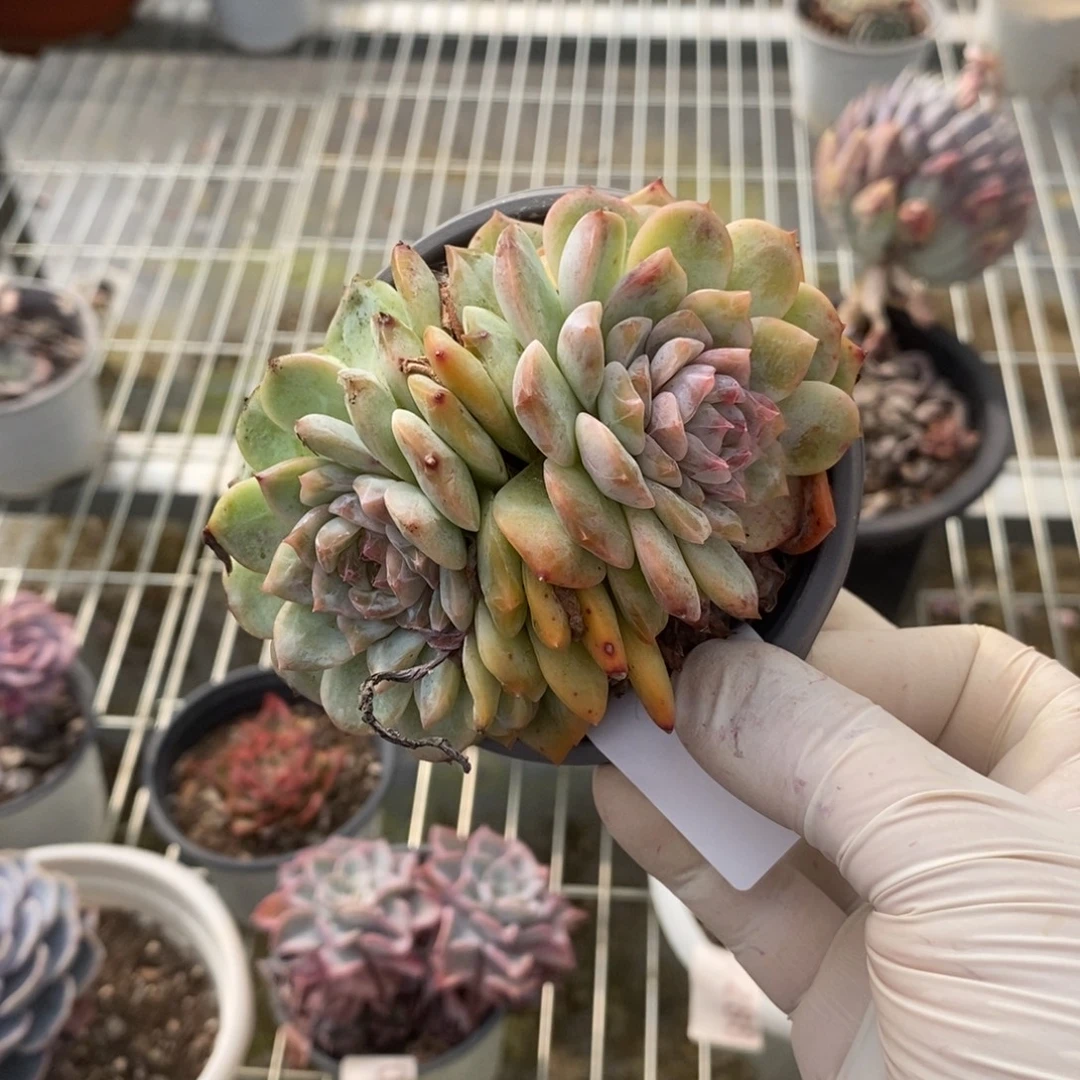 3925冰魄一物一拍