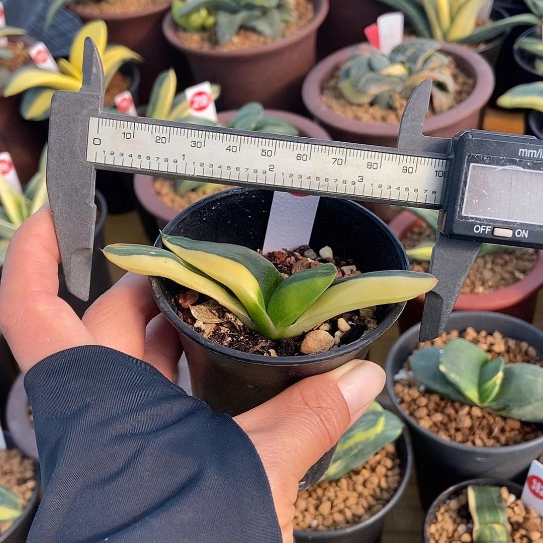 303卧牛实生锦带盆发货