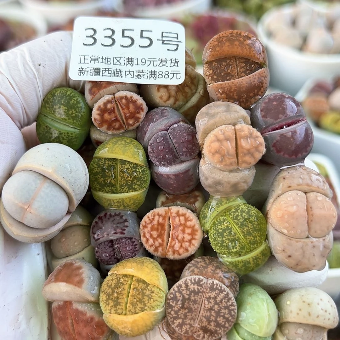 好养易活生石花大母本3355共20颗