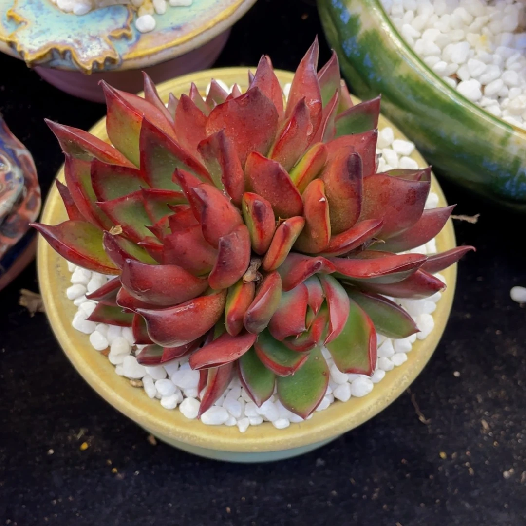 *****多肉植物盆栽多肉