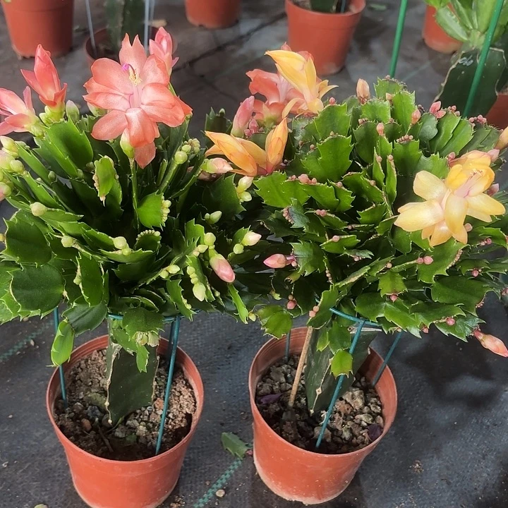 稀***罕当前无花栽培后可以开花