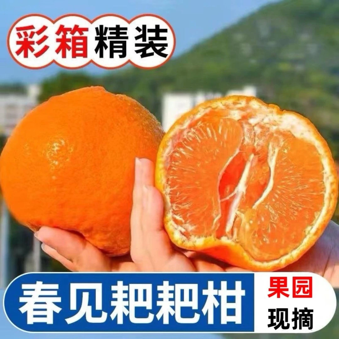 四川春见耙耙柑粑粑柑脆甜新鲜 老人 小孩 孕妇都喜欢的水果