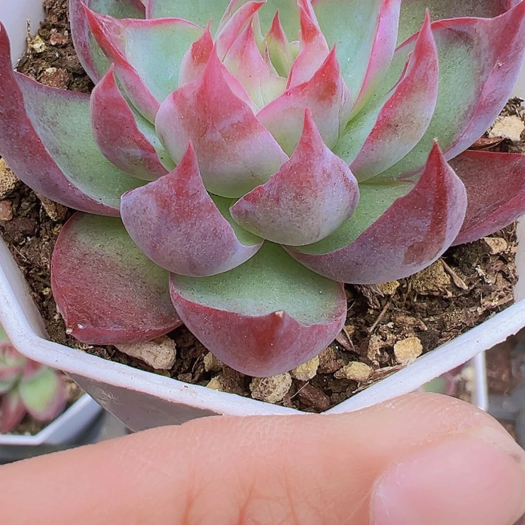 窄叶惊鸿19包邮多肉
