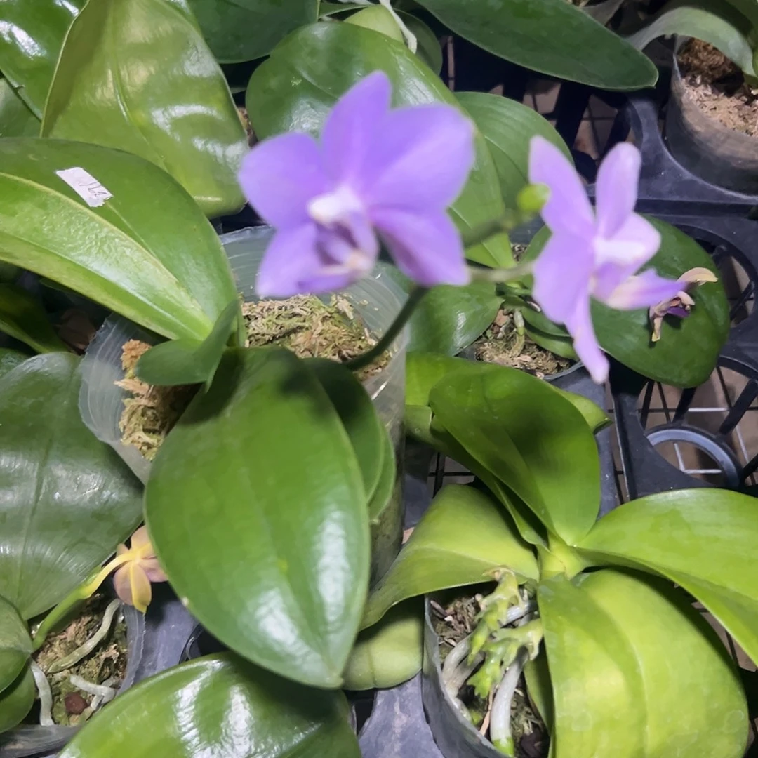 当前无花栽培后可以开花紫玉铃铛3.5带花