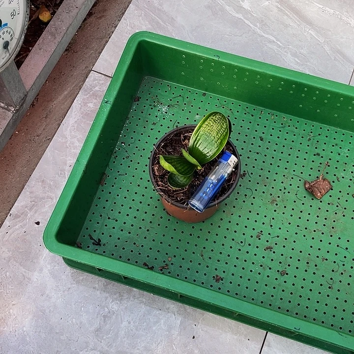 完全开放油麻娃娃