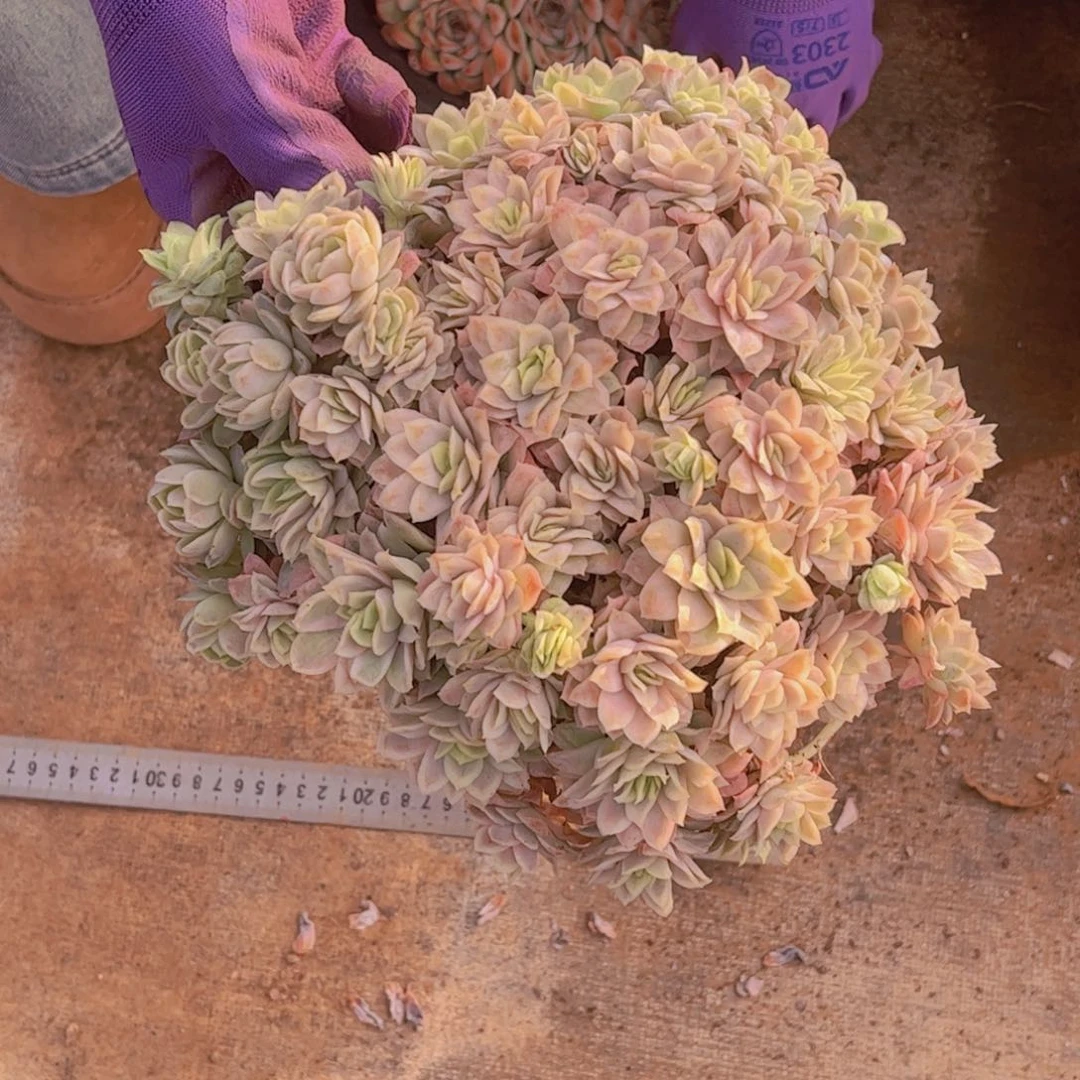 冰片女王锦一单包邮