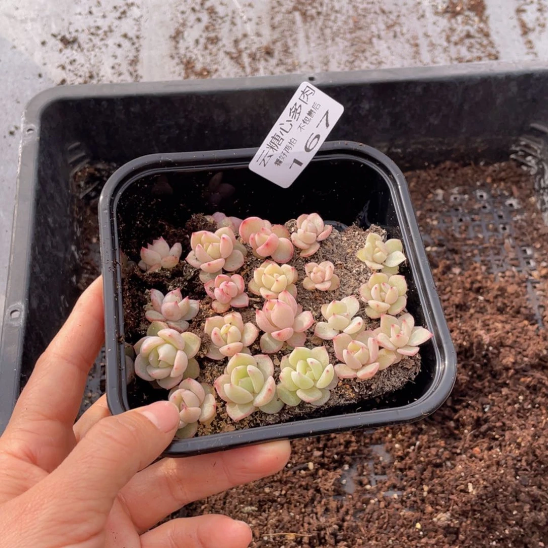 云糖心多肉植物167