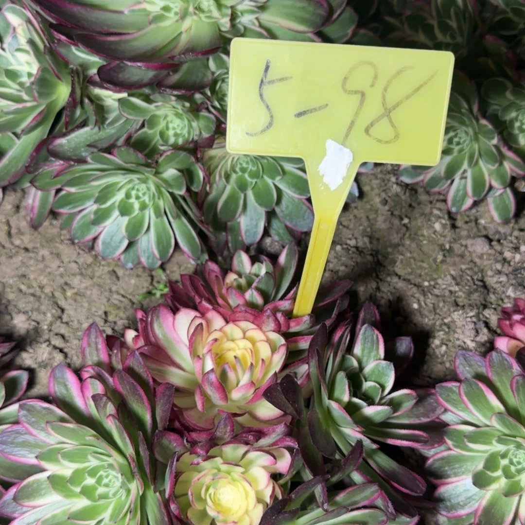 5-98-++多头多肉植物