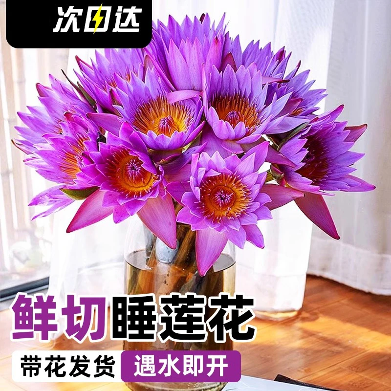 睡莲鲜花 节节高 次日达 今天下单明天到
