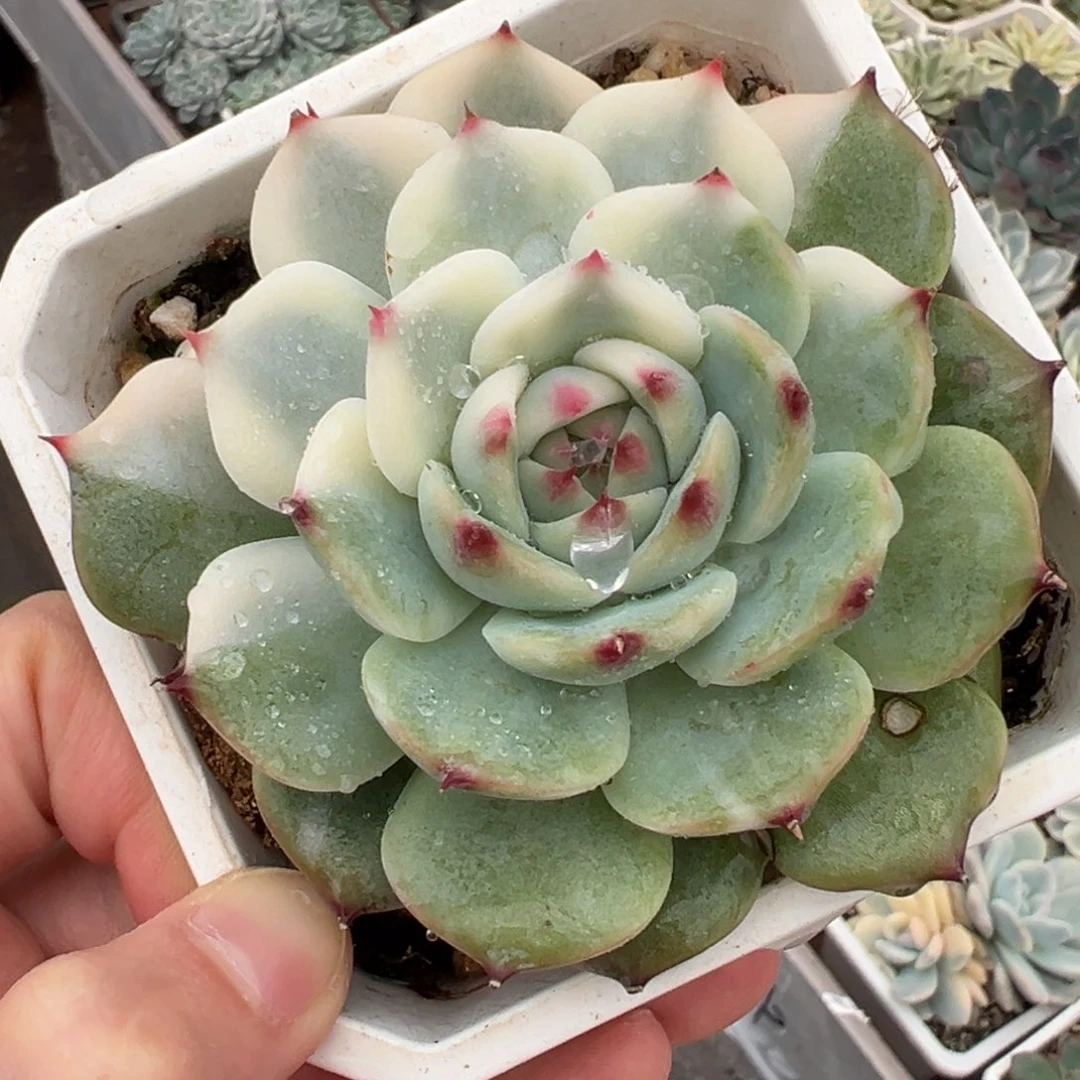 吉娃娃锦，半覆轮锦