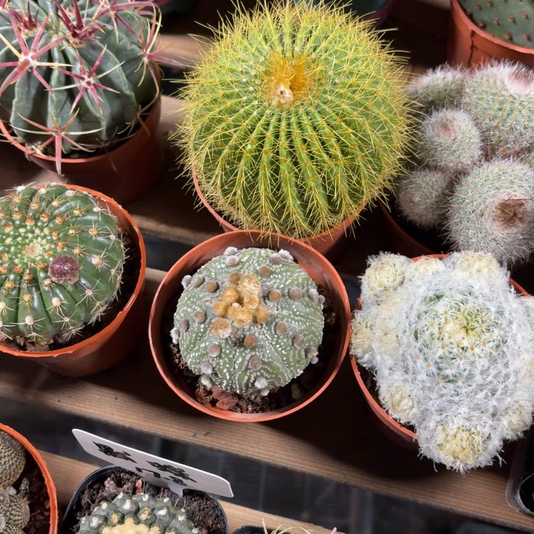 金冠仙人球单头9㎝盆