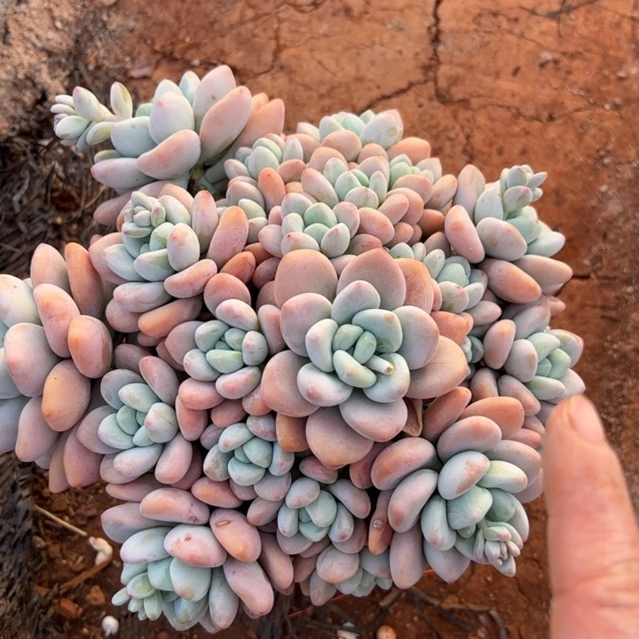 大洛神群生多肉植物