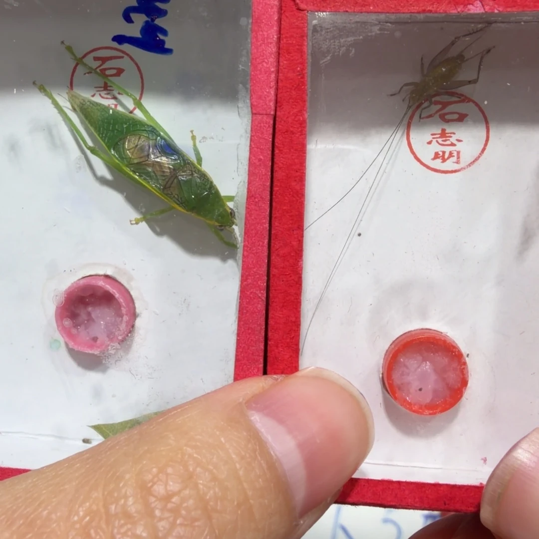 皮***腐蟋蟀断须金钟和须卷黄蛉一条