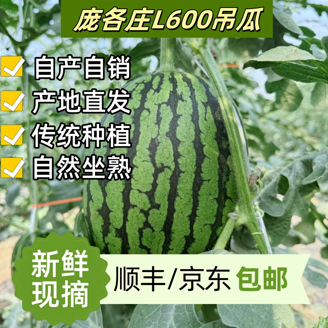 卖完啦勿拍明年再见 庞各庄头茬西瓜2粒装6-8斤坏果包赔现摘现发